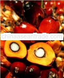 Palm Oil