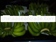 Cavendish Banana