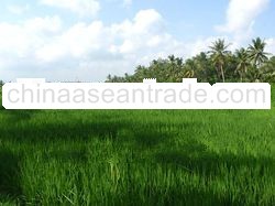 Landlord sales a secluded land in Bali, at close proximity to the 5* inns of Ubud.
