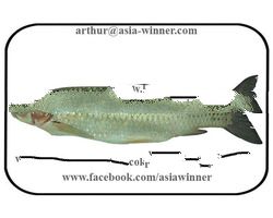GRASS CARP - Etencphnnyn godonidellus