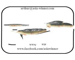 GOZAR FISH - Channa marulius