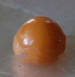 natural pearl from cassis cornuta got from diver at papua