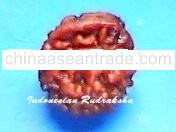 Naag Savar Rudraksha craft