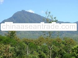 Land for sale in Bali. Direct owner. This estate is so serene and inspiring
