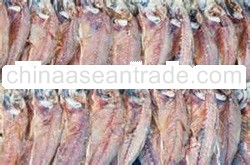 DRIED FISH