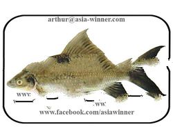 KALIBUSH FISH - Labeo calabasu