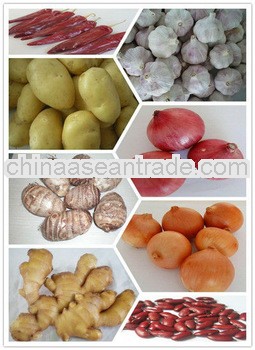 Certificated GAP fresh Table Potato to Ukraine