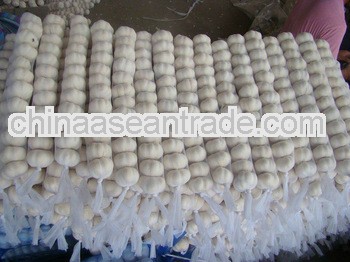  garlic direct supplier