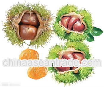 Chinese Chestnuts