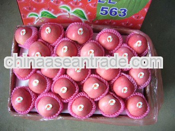 Chinese Fuji Apple Supplier