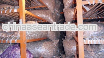 Chinese White Garlic or Red Garlic in Cooling Store