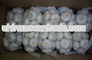 Chinese White garlic or Red Garlic