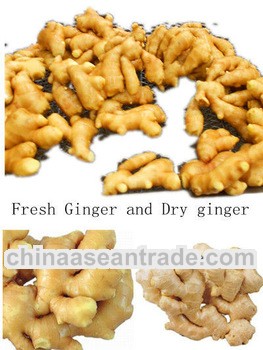 Chinese fresh dry ginger