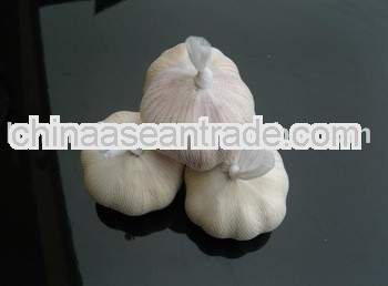 Chinese good packing garilc big size garlic