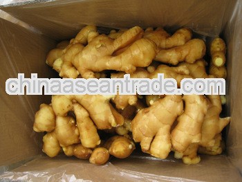 Chinese good quality fresh ginger