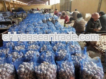 Chinese pure white garilc 2013