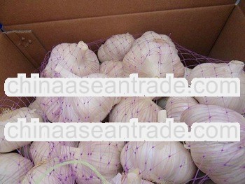Chinese white Garlic and fresh garlic for middle east crop 2013