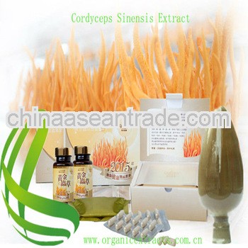 Cordyceps Sinensis Extract cordyceps sinensis polysaccharide 10%-50%
