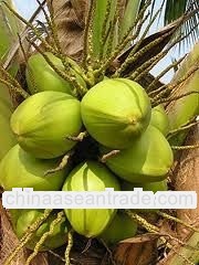 Desiccated Coconut 2013