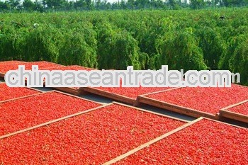 Dried Organic Tibet Goji Berries from 12-Years' Experence Supplier
