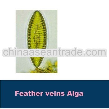 Feather veins alga w.m microscope slides
