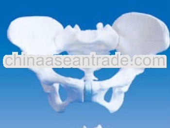 Female pelvis
