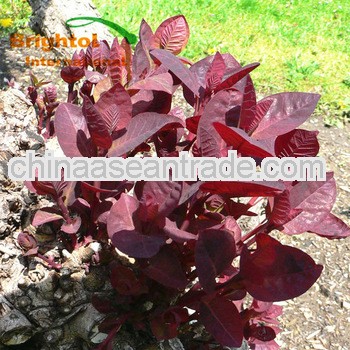 Free sample Cotinus coggygria P.E.