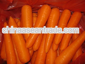 Fresh Carrot exporter