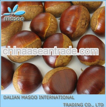Fresh Chestnut in shell Big size 40-60,60-80 2013 crop export standard