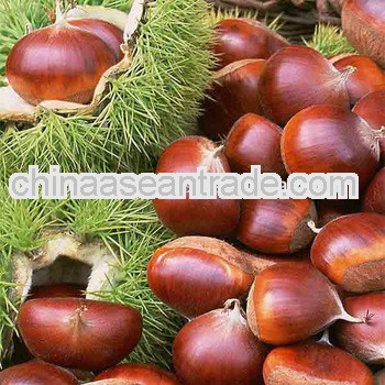 Fresh Organic Chinese chestnuts for Sale