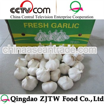 Fresh White Nature Garlic