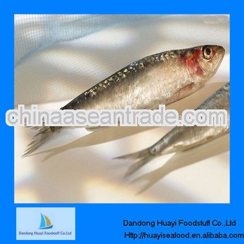 Fresh frozen sardine fish