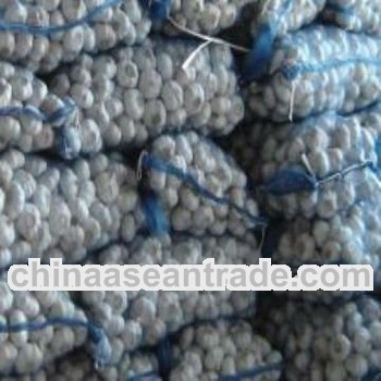 Fresh garlic in cold storage