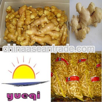 Fresh ginger in mesh bag fob price