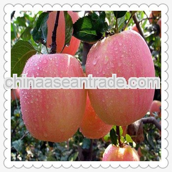 Fresh red fuji apple for Shaanxi