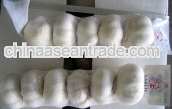 Fresh white garlic for sale