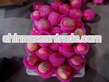 Fresh yantai fuji apple for American market