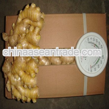 Fresh young ginger,fresh mature ginger specification of fresh ginger