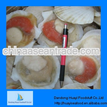 Frozen IQF scallop