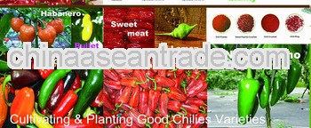 GAP Approval Cultivating & Producing & Supplying Chilis