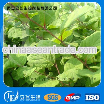 Giant Knotweed Extract Resveratrol powder