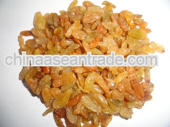 Golden Raisin Long Nasik for 