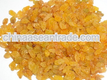 Golden Raisin Long Sangli for 