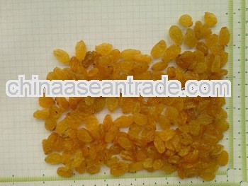 Golden Raisin for Germany