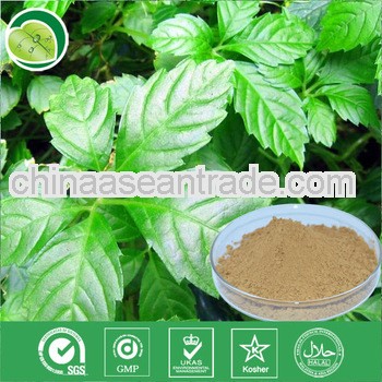 Gynostemma Extract Jiaogulan