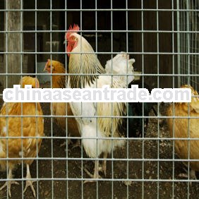 Hebei Manufacuter supply welded wire fabric for livestock