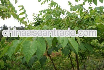 High Quality Aralia chinensis Extract