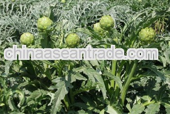 High Quality Artichoke Leaf Extract