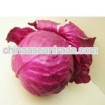 High Quality Brassica Oleracea Extract