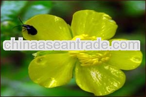 High Quality Cat's Claw Extract Powder